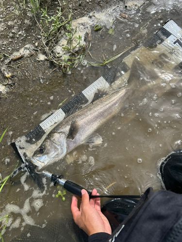 スズキの釣果