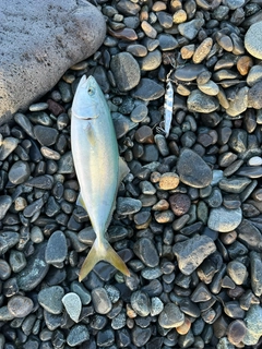 ワカシの釣果