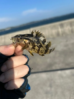 タケノコメバルの釣果