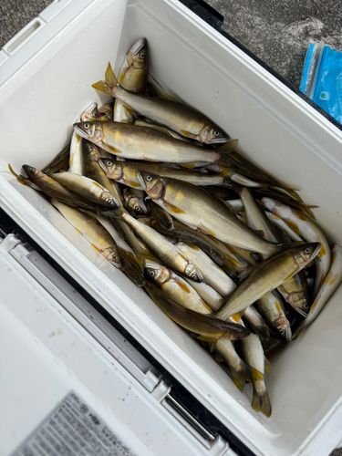 アユの釣果