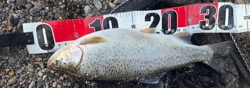 ニジマスの釣果