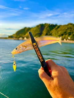 シロギスの釣果
