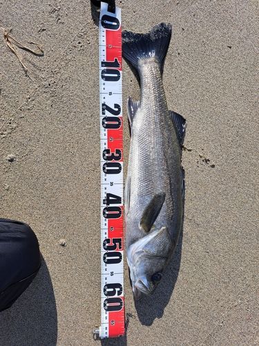 セイゴ（マルスズキ）の釣果