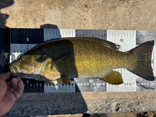 スモールマウスバスの釣果