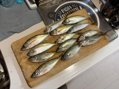 アジの釣果