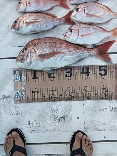 マダイの釣果