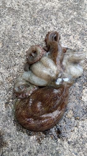 タコの釣果