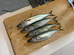 サバの釣果