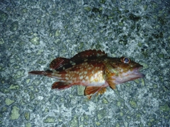 ガシラの釣果