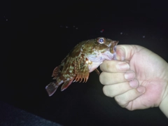 ガシラの釣果