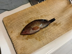 オオモンハタの釣果