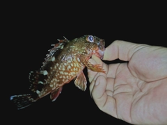 ガシラの釣果