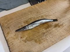 カマスの釣果