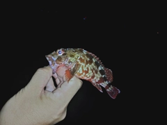ガシラの釣果