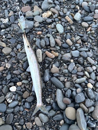 カマスの釣果