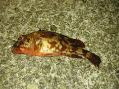 ガシラの釣果