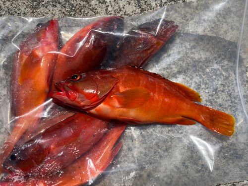 アカハタの釣果
