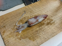 マルイカの釣果
