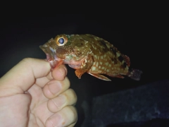 ガシラの釣果