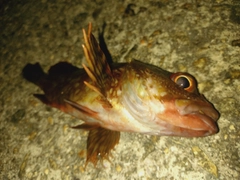 ガシラの釣果