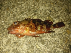 ガシラの釣果