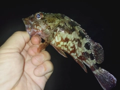 ガシラの釣果