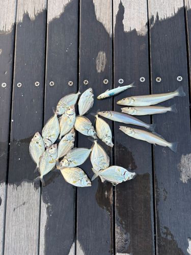 シロギスの釣果