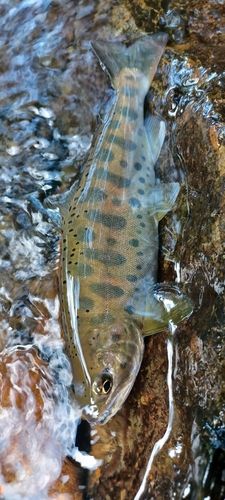 ヤマメの釣果