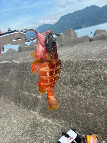 アカハタの釣果
