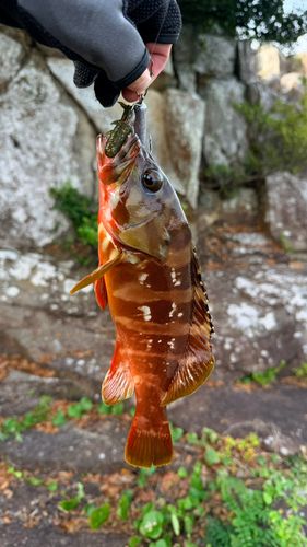 アカハタの釣果
