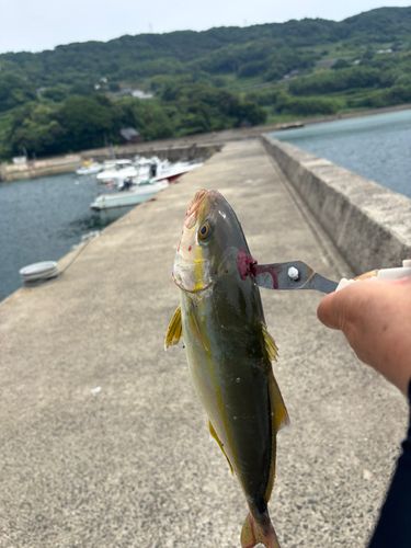 ネリゴの釣果