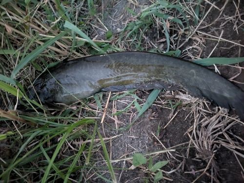 ナマズの釣果