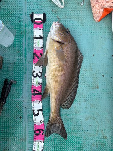 コロダイの釣果