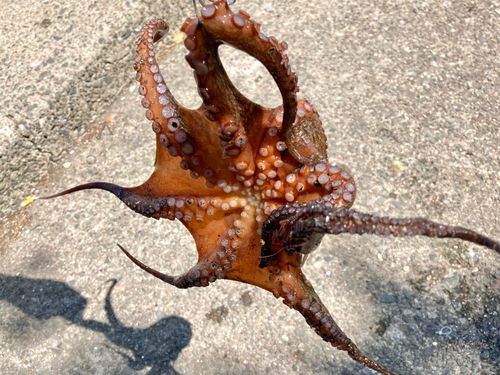 タコの釣果
