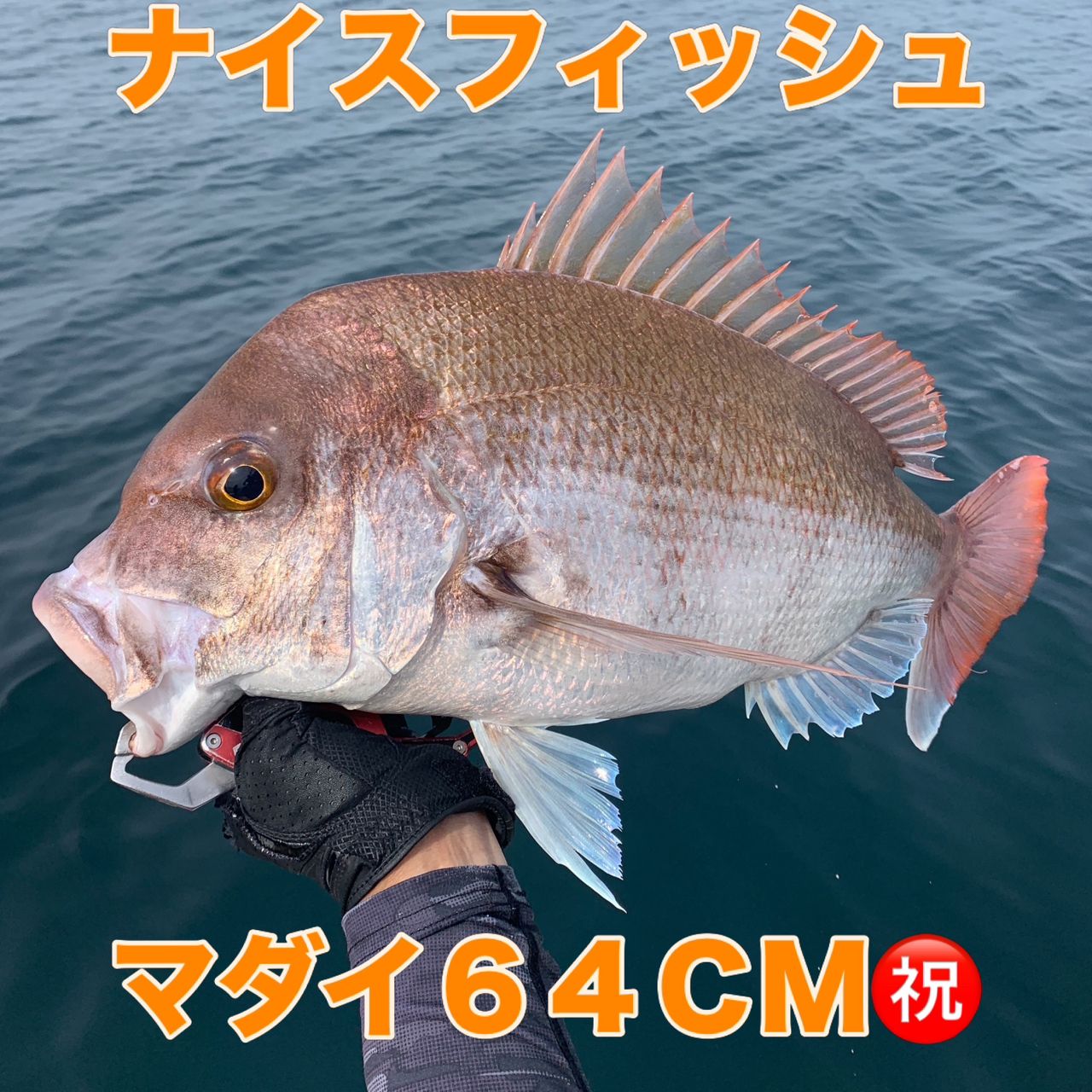 風早ファミリーフィッシング さんの 2026年08月10日のマダイの釣り