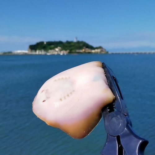 アカエイの釣果