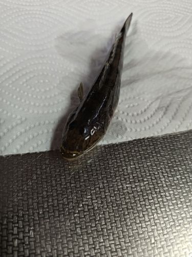 ハゼの釣果