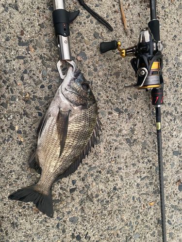 チヌの釣果