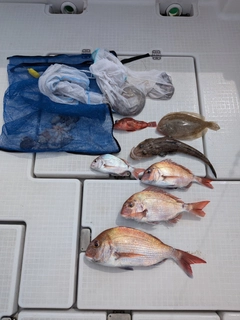 マダイの釣果