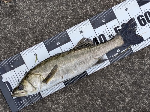 フッコ（マルスズキ）の釣果