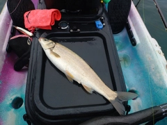 ウグイの釣果