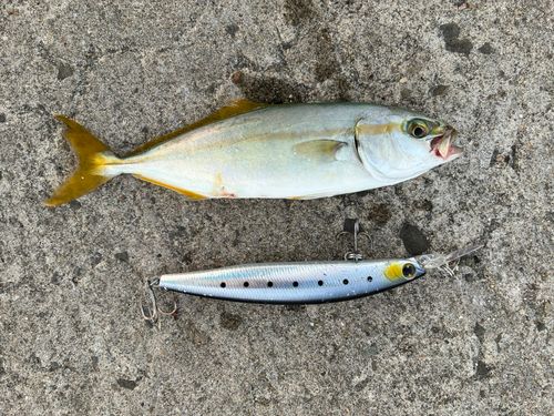 ワカシの釣果