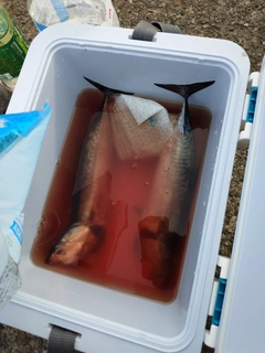 ソウダガツオの釣果