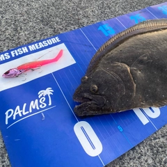 ヒラメの釣果