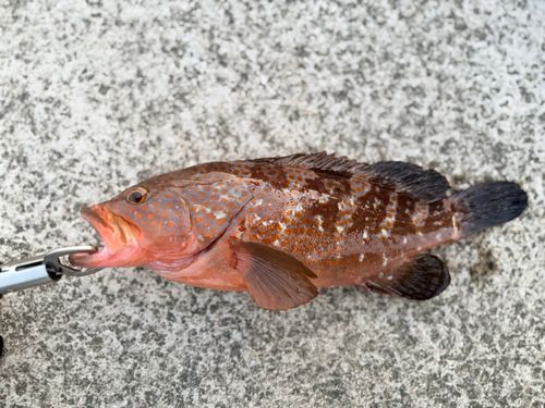 キジハタの釣果