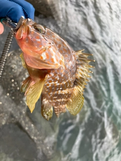 キジハタの釣果
