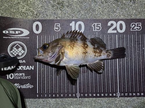 メバルの釣果
