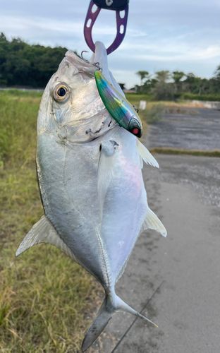 メッキの釣果