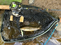 アメマスの釣果