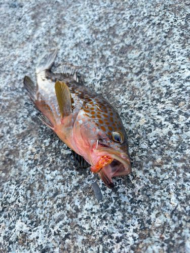 キジハタの釣果